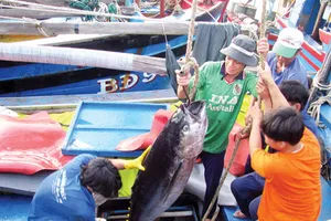 Cá ngừ ‘bỏ trốn’ do biển Đông nóng lên, ngư dân mất mùa