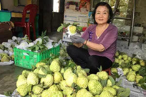 'Nữ tướng' mãng cầu khủng, hạt lép 