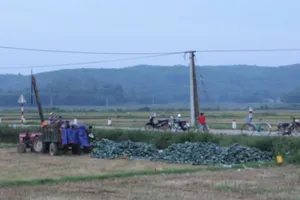 'Bí đao ế ẩm, bò ăn mãi cũng... ngán rồi'