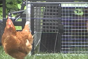 Nhà văn có quyền kiện vụ xây chuồng gà phải xin phép 