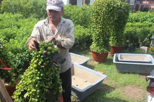 Kiểng hình chú chó lạ mắt giá 4 triệu hút hàng mùa Tết