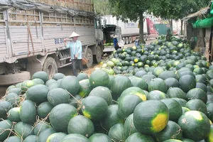 Dưa hấu Tết tắc đường sang Trung Quốc vì tuyết rơi 