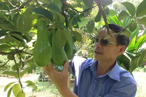 Giá bơ 'xịn' vọt lên 50.000 đồng/kg, dân trúng đậm