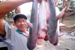 Đề án thương hiệu cá 'thất lạc', thứ trưởng yêu cầu truy tìm 