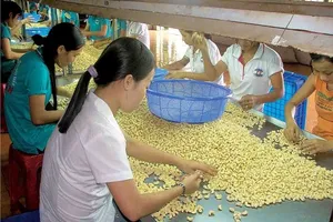 Hiện nay nhiều doanh nghiệp Việt đang xuất khẩu hạt điều sang châu Phi- Ảnh minh họa