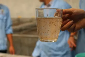 Con giống đang được ươm tạo tại trang trại của Việt Úc- Ảnh:PM