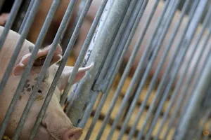 Trung Quốc đã tiêu hủy 200 ngàn con heo sau đợt bùng phát dịch sốt heo châu Phi đang lây lan