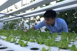 Vườn rau thủy canh Cantho Farm (phường Long Hòa, quận Bình Thủy, TP.Cần Thơ)