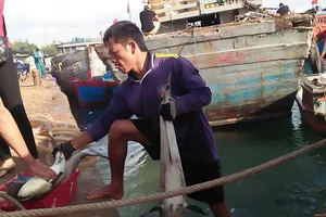 Tết vui của người nuôi cá bớp Lý Sơn