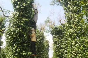 Khẩn cấp huy động hàng trăm chiến sĩ giúp dân hái tiêu