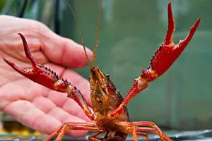 Điểm mặt các loài ngoại lai gây họa cho nông nghiệp VN