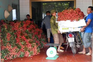 Giá vải chín sớm ở Bắc Giang đang dao động từ 30.000 - 50.000 đồng/kg, cao gấp 2 lần so với cùng kỳ năm 2018.