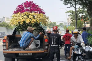 Tết: Lan hồ điệp đẹp 'hút hồn' người chơi hoa TP.HCM