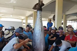 Đức, Pháp…sắp mua cả trăm ngàn tấn gạo, đường, cá Việt Nam 