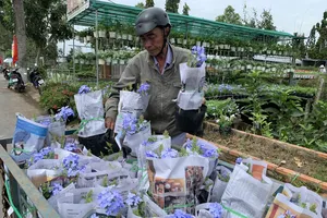 Rộn ràng sắc xuân ở thủ phủ hoa Miền Tây 