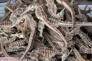  Bài thuốc từ cá ngựa