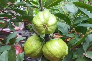 Thí điểm thành công giống ổi trồng trong chậu cho nhiều trái