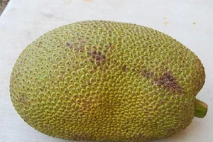 Trộm 1 trái mít, lãnh hơn 2 năm tù