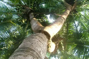 Đòi hàng xóm bồi thường 45 triệu vì chặt tàu dừa