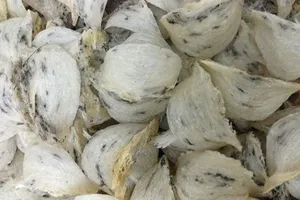 Bị lừa tiền tỉ vì góp tiền mua tổ yến 