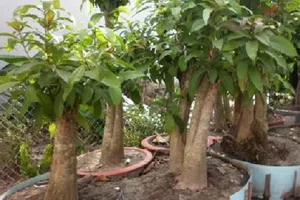 9X nhổ trộm cây cảnh, bán cho người dân chơi tết