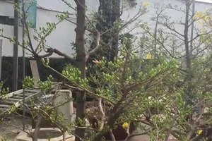 Vào vườn trộm ba cây mai lấy tiền mua rượu