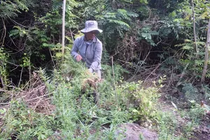 Trồng cần sa cho gà ăn rồi nhân giống bán cho người nghiện