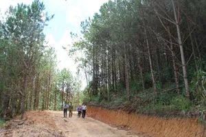 Giám đốc Ban quản lý dự án rừng ở Đắk Lắk bị tạm đình chỉ chức vụ 
