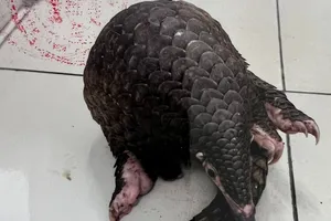 Giao tê tê đến nhà hàng, 2 người lãnh án