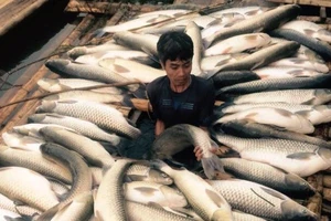 Báo cáo Thủ tướng vụ cá chết trắng ở Thanh Hóa