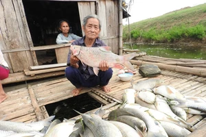 Cá chết trên sông Bưởi vì ô nhiễm môi trường quá nặng