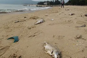 Chiều 30-6 công bố nguyên nhân cá chết bất thường ở miền Trung