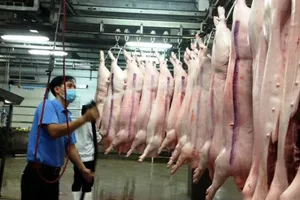 Giá heo tăng 5.000 đồng/kg nhờ giải cứu 