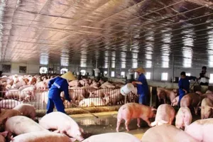 Không có cửa cho thịt heo bẩn vào TP HCM