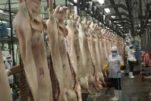 Thua lỗ nặng, người dân chán nuôi heo