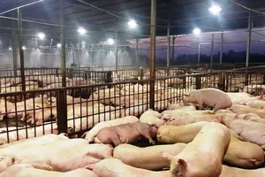 Bộ trưởng nói về vụ tiêm thuốc an thần vào heo