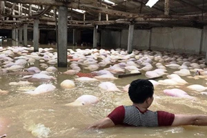 Chủ trang trại kể lại lũ 'cướp” đi 6.000 con heo