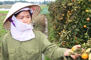 Trắng tay mùa quất Tết do bị kẻ gian phá hoại