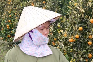 Bỏ phiếu kín tìm kẻ gian phá hoại quất của nông dân