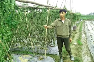 2 nông dân bị kẻ gian hủy hoại 8 sào mướp đắng trong đêm