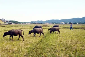 Chuyện phi lý: Trâu, bò ra đồng ăn cỏ, chủ phải đóng phí!