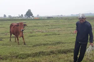 Vụ nộp phí đồng cỏ cho trâu bò: Đã có kết quả xử lý