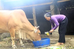 Dưa hấu ngập do lũ, nông dân chặt bỏ cho bò ăn