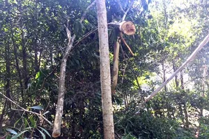 Rừng đặc dụng bị đốn hạ trái phép nhiều lần ngay TP Thanh Hóa