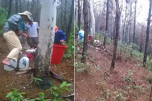 Cựu chủ tịch và phó chủ tịch xã bị bắt vì ăn chặn tiền