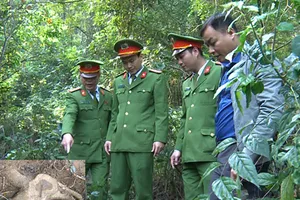 2 cảnh sát có nguy cơ phơi nhiễm HIV khi bắt kẻ trộm sưa