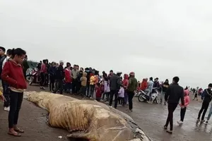 Xác cá voi hơn 10 tấn trôi dạt vào bờ biển Ninh Bình