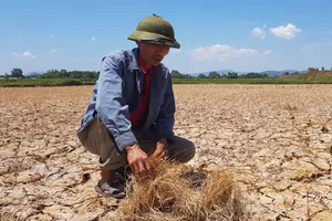 Hàng ngàn hecta lúa xứ Thanh sắp chết khát vì hạn hán