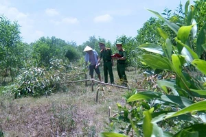 3 người vào chặt phá hơn 700 cây keo trong đêm