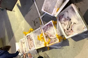 Xe tải chở cá khoai ướp chất gây ung thư đi tiêu thụ